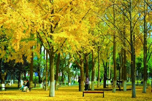 山东大学趵突泉校区的银杏林宛若金色的童话世界